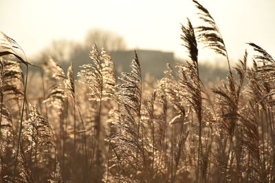 Close-up of wheat plants on field