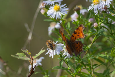 Close-up of butterfly pollinating on flower