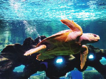 Close-up of turtle swimming in sea