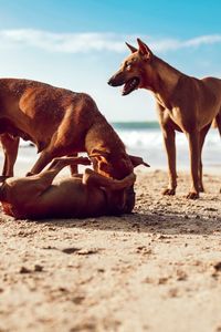 View of dogs on beach