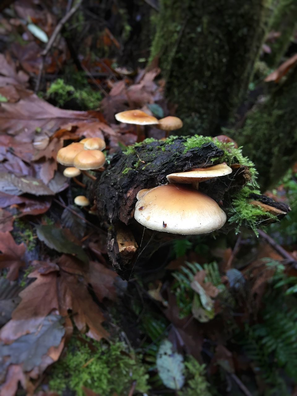 MUSHROOMS GROWING ON TREE IN FOREST