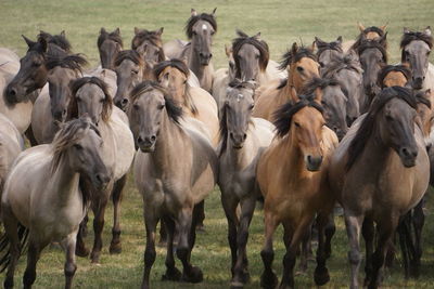 Front view of horses running on grass