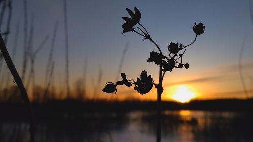 Close-up of silhouette plant against lake during sunset
