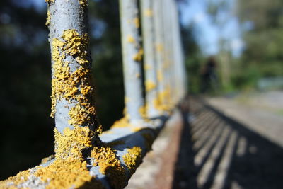 Close-up of rusty metal on tree trunk