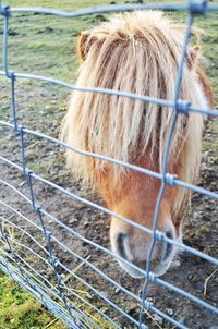 Close-up of a horse on field