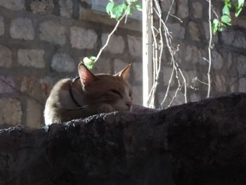 Cat sitting on stone wall