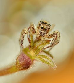 Close-up of spider
