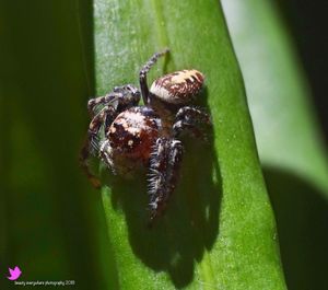 Close-up of spider