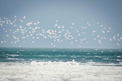 Birds flying over beach