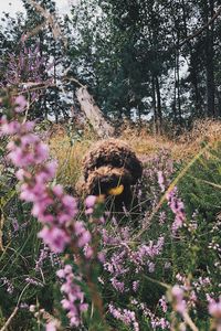 View of purple flowering plants on field