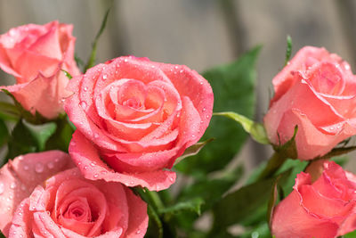 Pink roses after the rain and the sun is shining