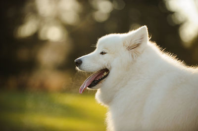 Close-up of dog outdoors