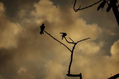 Low angle view of silhouette bird perching on plant against sky