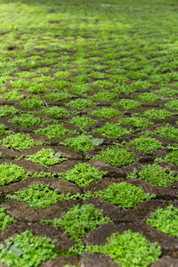 Close-up of fresh green field