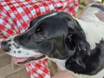 Close-up of a dog looking away