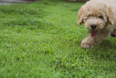 Dog running on grassy field