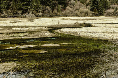 View of grass and trees in water