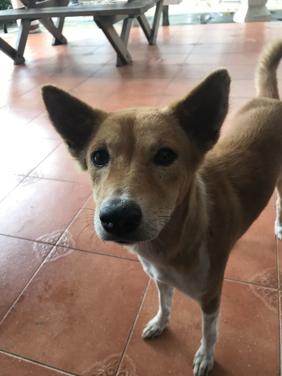 PORTRAIT OF DOG STANDING ON FLOOR