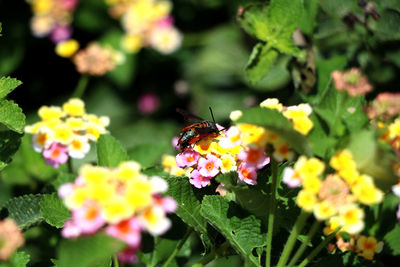 Close-up of butterfly pollinating on yellow flower