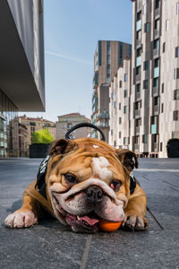 Dog lying down on street against buildings