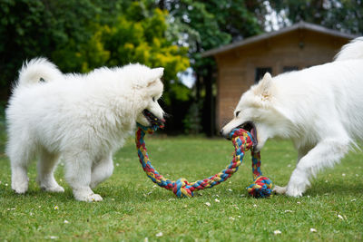 Dogs playing with rope on field