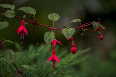 Close-up of fuchsia flowers on plant