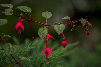 Close-up of pink flowers