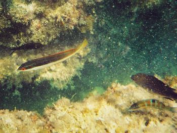 Fish underwater
