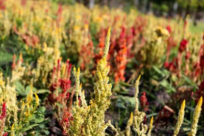 Close-up of flowering plants on field