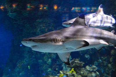 Close-up of sharks underwater