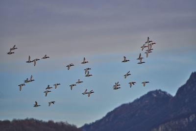 Low angle view of birds flying in sky