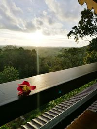 Scenic view of flowers and trees against sky