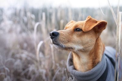 Dog looking away