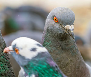 Close-up of bird