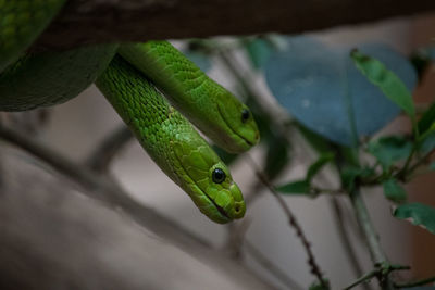 Close-up of green lizard on branch