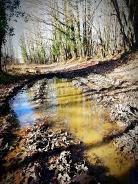 Reflection of trees in lake