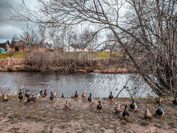 Birds in lake
