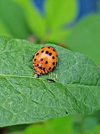 Close-up of ladybug on leaf