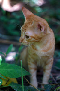 Close-up of a cat looking away