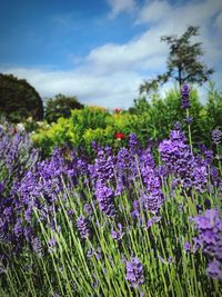 Close-up of purple flowering plants on field against sky