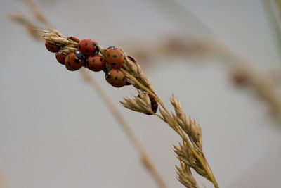 Close-up of berries growing on plant