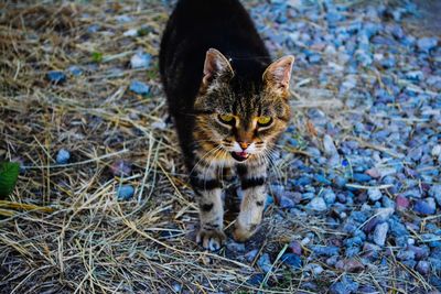 Portrait of cat