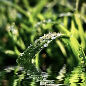 Close-up of water drops on plant