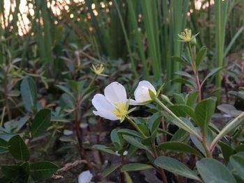 Close-up of white flowers blooming outdoors