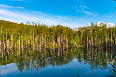 Shirogane blue pond aoiike  in summer, located near shirogane onsen in biei town, hokkaido, japan