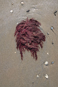 High angle view of seashell on beach