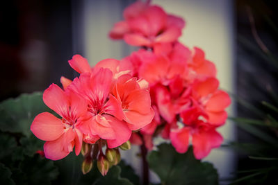 Close-up of pink flowering plant