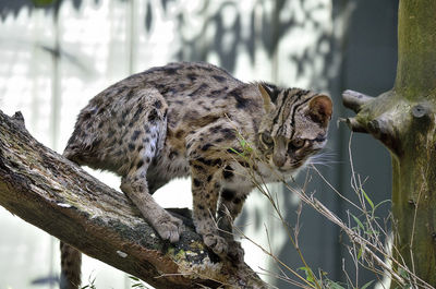 Leopard cat on branch