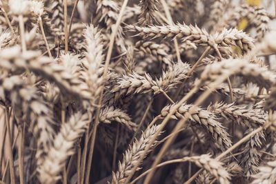 Close-up of wheat field