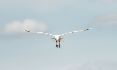 Low angle view of seagull flying